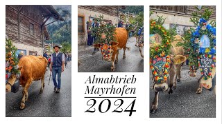 🇦🇹Almabtrieb🐮MAYRHOFEN 2024❤️🐄 Austria Zillertal 05102024 [upl. by Imelida]