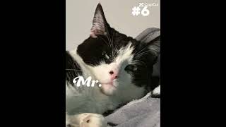 Top 10 goodie woobies foryou trending cat [upl. by Rednav260]