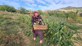 KIŞ HAZIRLIĞI  BAHÇEDEN DONDURUCUYA KARNI YARIK İÇİN KIŞA PATLICAN NASIL SAKLANIR [upl. by Airrat25]