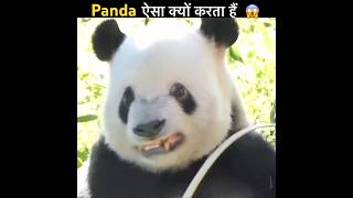 Why Pandas do this😨 shorts facts panda [upl. by Gnuhn]