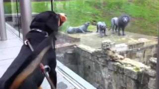 Alfie the Entlebucher Mountain Dog barks at the Lions at the Tower of London [upl. by Vaenfila298]