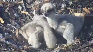 Elder Osprey chick bonking little brother  PortLincoln Osprey  Oct 15 2024 [upl. by Strawn]