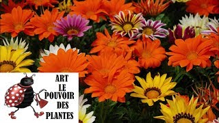 Conseils jardinage Gazania semis culture entretien hivernage Plante annuelle [upl. by Stella]