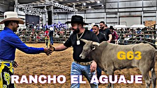 EL RETO DEL G63 VS EL KIKITO Y 9 TOROS DE RANCHO EL AGUAJE VS LOS REYES DE AMÉRICA DE CRISTIAN JUA [upl. by Nnyl]