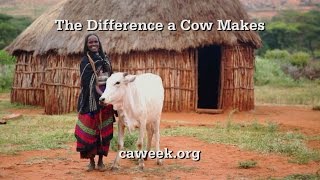 Christian Aid Week 2015 The Difference a Cow Makes [upl. by Nerrol]