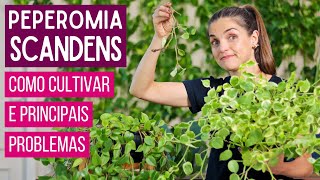 PEPEROMIA SCANDENS 🌿 PRINCIPAIS PROBLEMAS e COMO CULTIVAR [upl. by Inama]