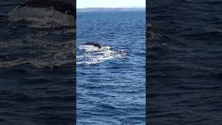 🐋🌊 Mesmerizing Whale Watching Wonders in Forster NSW  UpClose Encounter 🐳📹 [upl. by Alleciram832]