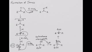 Formation of Imines [upl. by Nev]