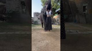 Swing on elephant trunk shorts shortvideo viralshorts love elephant youtubeshorts [upl. by Haneehs]