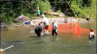 Bowmanville Creek Salmon Crossing 2012 [upl. by Meyer535]