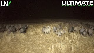 Extreme Feral Hog Eradication  Hundreds Eliminated [upl. by Edwina128]