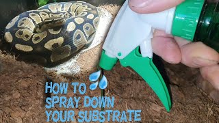 How to spray down your substrate for Royal  Ball Pythons amp Corn Snakes [upl. by Cilka]