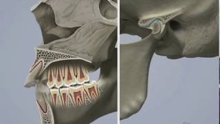 Sintomi malocclusione [upl. by Costa]