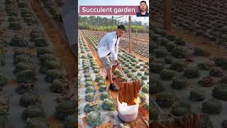 Beautiful Succulent Garden satisfying succulents shorts farming garden nature beats [upl. by Hnahk]