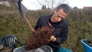 Yamadori Bonsai Die dicke Lärche aus dem Wald März Die zweite [upl. by Caren]