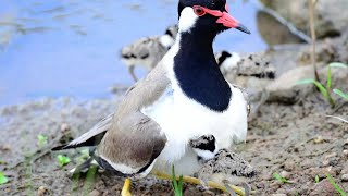 red wattled lapwing natural baby full video [upl. by Assyla]