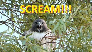 Red tailed Hawk SCREAM No Narration [upl. by Pacien]