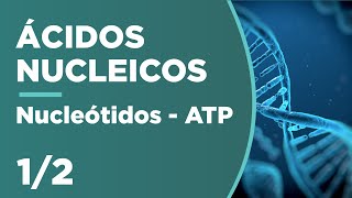 NUCLEÓTIDOS la previa del ADN ¿cómo están compuestos  ÁCIDOS NUCLEICOS 1 [upl. by Vitoria]