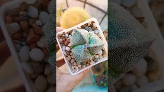 Astrophytum myriostigma f Tricostatum cactus Лучший подарок это растения [upl. by Siol]