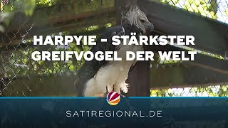 Harpyie Stärkster Greifvogel der Welt lebt jetzt im Vogelpark Walsrode [upl. by Rolo]