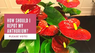 How Should I Repot My Anthurium Please Vote [upl. by Tnilk]