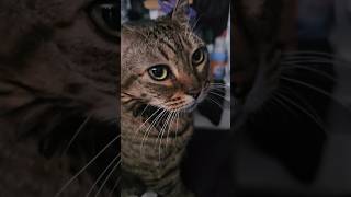 Happy trillingpurring from happy kitty pet cat cute catlover animals asmr positivevibes [upl. by Warfield222]