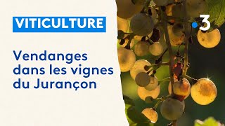 Vendanges dans les vignes du Jurançon [upl. by Imuy]