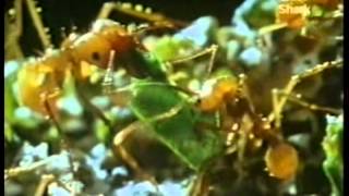 La Guia Maxima Hormigas  Discovery Chanel Video [upl. by Urania841]