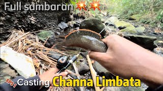 Stream fishing target Channa Limbata Full sambaran💥💥 [upl. by Norma]