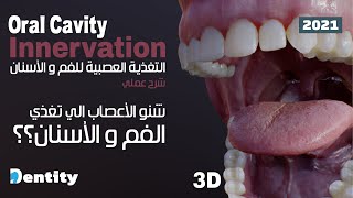 Oral Cavity Innervation  التغذية العصبية للفم والأسنان [upl. by Caylor]