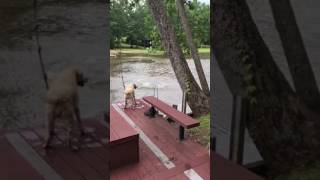 Dogs Buster amp Jazz panic when owner swings out and falls into lake then swim out to rescue him [upl. by Colburn539]