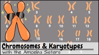 Chromosomes and Karyotypes [upl. by Rattan961]