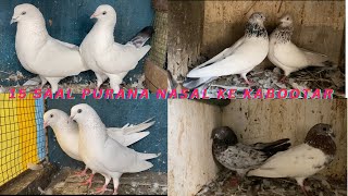 15 Saal Purana Nasal Ke High Flyer Desi Breeding Pair For Sale  Nayaab 7028188023 [upl. by Kallick]