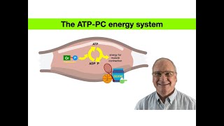 The ATPPC energy system highintensity anaerobic energyproduction creatinesupplement creatine [upl. by Yardna]