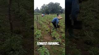 We are kombe Integrated Ranch The farmers solution Contact Whatsapp 237 675509580 [upl. by Brannon]