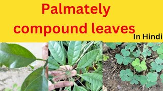 Palmately Compound leaves and It’s types UnifoliateBifoliatetrifoliatemultifoliate  In Hindi [upl. by Munafo]