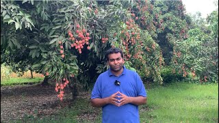 লিচুর রাজ্যে  দিনাজপুরে  Litchi Garden  Dinajpur [upl. by Rubin]