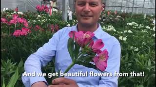 Hilverda De Boer  Tesselaar Alstroemeria grower visit [upl. by Llemhar]