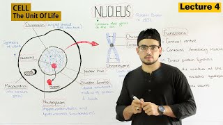 Nucleus Structure and Function  Video 4 [upl. by Ahsilram]