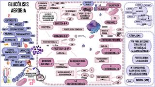 GLUCÓLISIS AEROBIA RECAPITULANDO [upl. by Fatsug159]