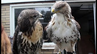 VLOG 05  Voorstellen roofvogels [upl. by Ozne]