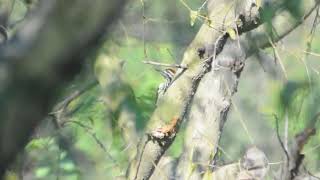 413Blackrumped Flameback Lesser Goldenbacked WoodpeckerDinopium benghalense Punjab India [upl. by Kape578]