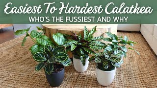 Hard to Easy Calathea  Whos the Fussiest and Why [upl. by Kcirad]