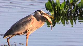 Great Blue Heron Eats A Fish [upl. by Bergeman]