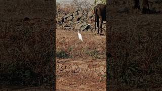 White cattle egret [upl. by Irbmac754]