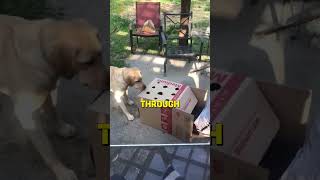 This Dog Thinks Outside the Box [upl. by Colly]