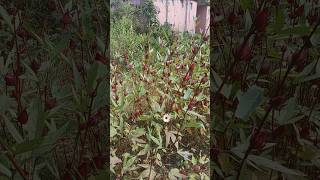 Roselle plant  kawra dare shots youtube hoponbiti ytsdio [upl. by Ivanna321]