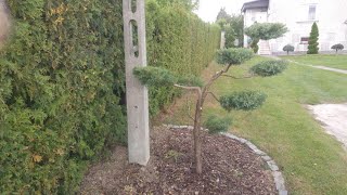 Jak zrobić drzewko Bonsai Formowanie Jałowca w bonsai Pruning Japanese 1 Cięcie artystyczne [upl. by Mialliw]