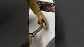 See nothing else how this lobster tail comes out fishing fishcuting fishcuttingskill shorts [upl. by Oiuqise]