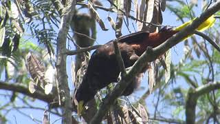 Uchi Psarocolius decumanus en árbol Wilka  Anadenanthera colubrina YUNGAS LA PAZBOLIVIA [upl. by Bazluke]